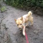 Fudge walking at Grinshill with dog walker