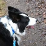 Ellesmere, Shropshire, Dog walking, Pet care