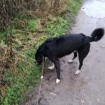 Cockshutt, Shropshire, Dog, Dog walker