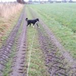 Dog being walked on the lead in Cockshutt