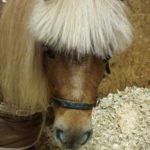 Devi the shetland pony